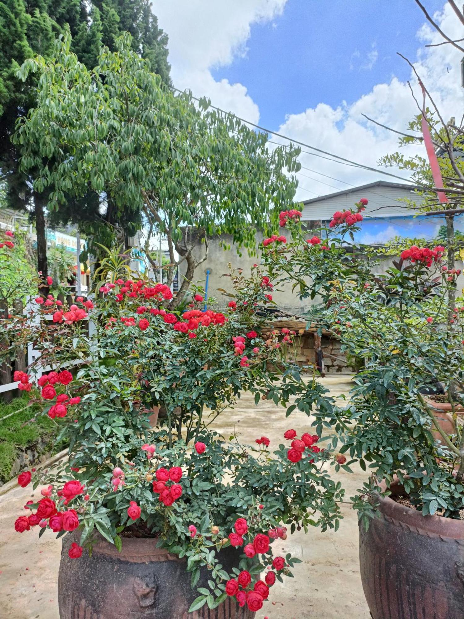 Lalaland Homestay Da Lat Exterior foto